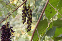 Mucuna pruriens var. pruriens